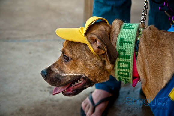 Wags and Waves-324