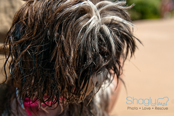 Wags and Waves-395
