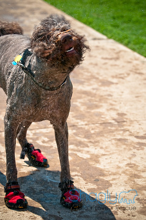 Wags and Waves-138