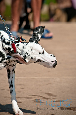 Wags and Waves-133