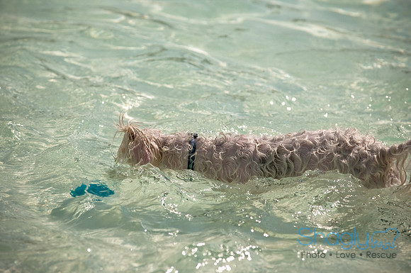 Wags and Waves-101