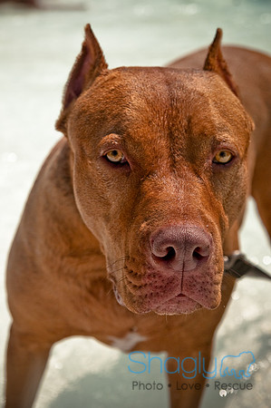 Wags and Waves-289