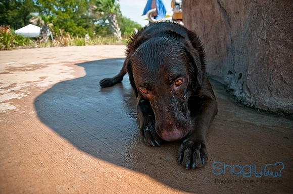 Wags and Waves-267