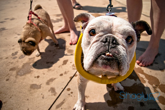 Wags and Waves-375