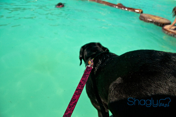 Wags and Waves-275