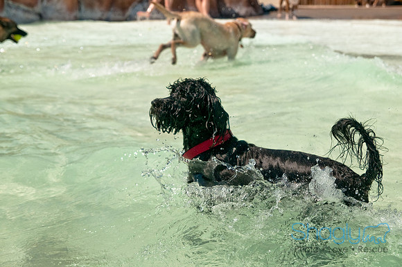 Wags and Waves-309