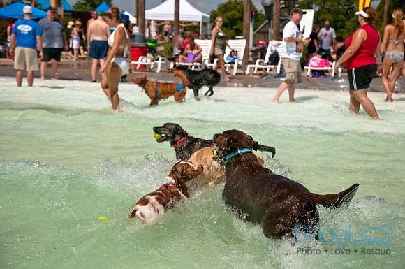Wags and Waves-360