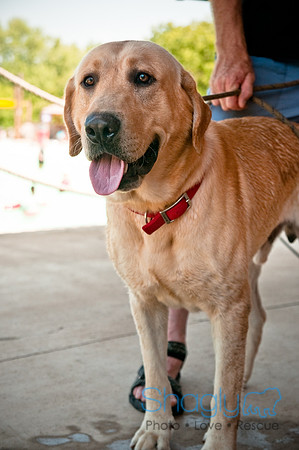 Wags and Waves-339