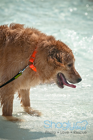 Wags and Waves-154