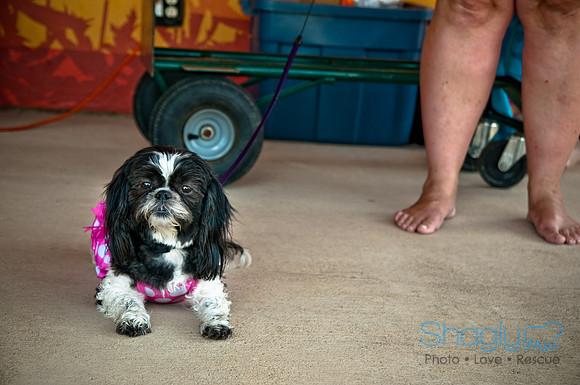 Wags and Waves-517