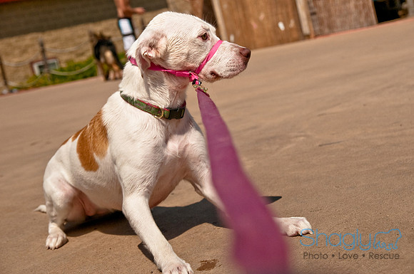 Wags and Waves-389