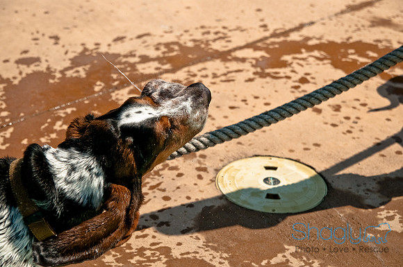 Wags and Waves-487