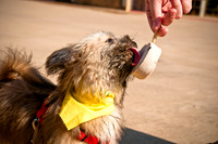 Wags and Waves-12