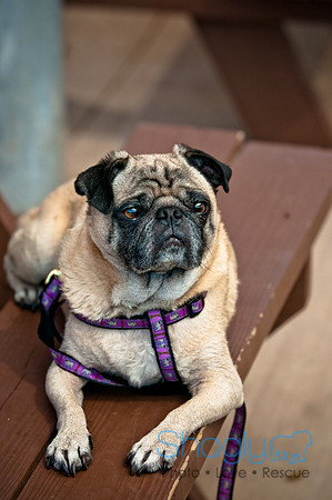 Wags and Waves-211