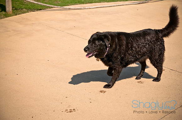 Wags and Waves-227