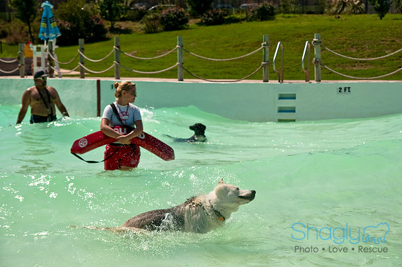 Wags and Waves-359