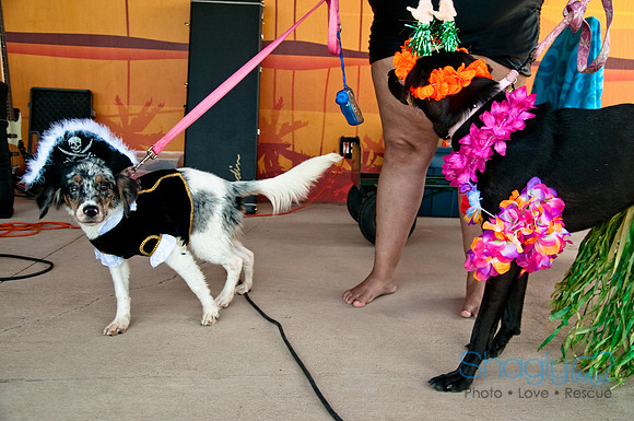 Wags and Waves-522
