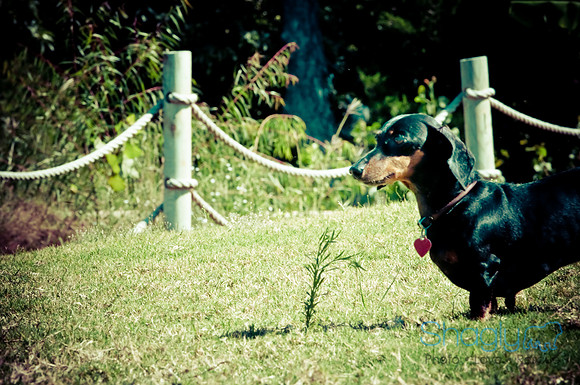 Wags & Waves-139