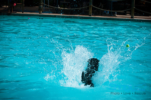 Wags & Waves-9