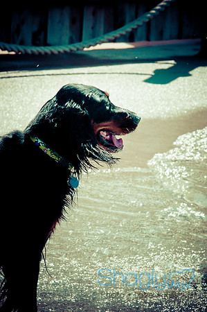 Wags & Waves-41