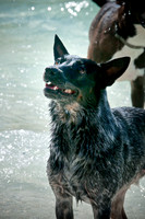 Wags & Waves-18