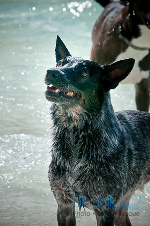 Wags & Waves-18