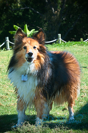 Wags & Waves-130