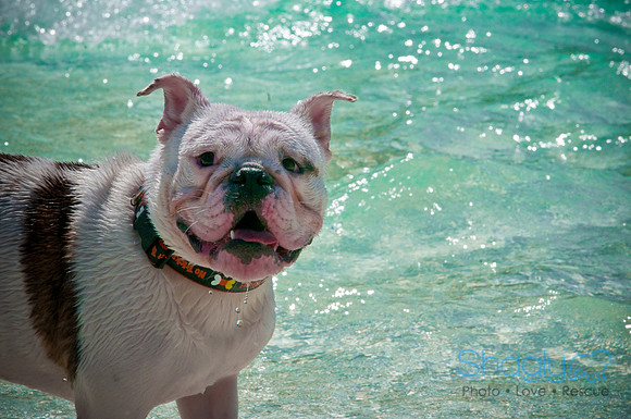 Wags & Waves-110