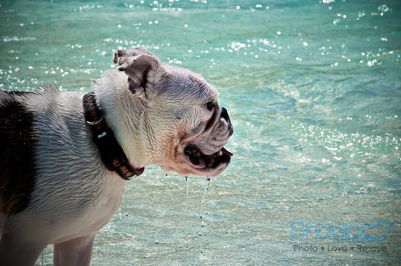 Wags & Waves-108