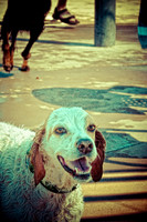 Wags & Waves-4