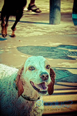 Wags & Waves-4