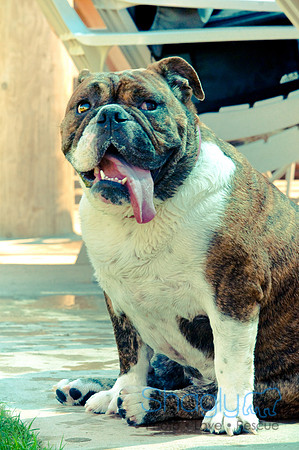 Wags & Waves-120