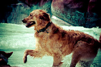 Wags & Waves-13