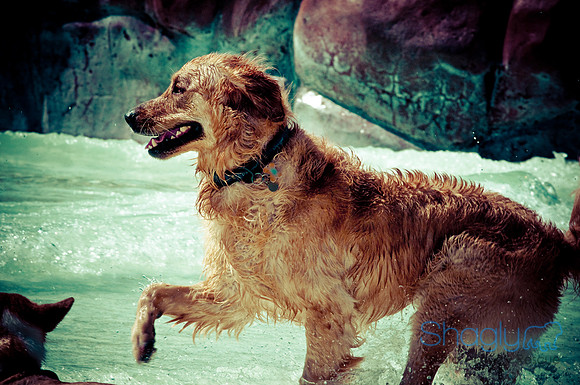 Wags & Waves-13