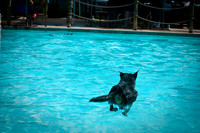 Wags & Waves-8