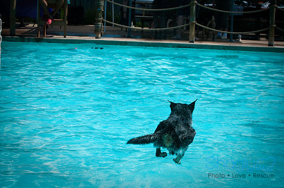 Wags & Waves-8