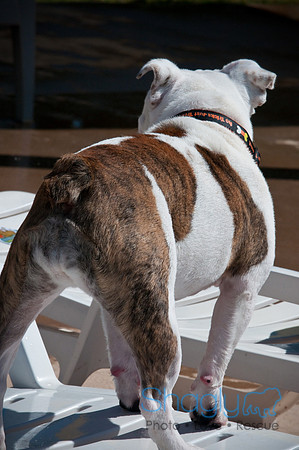 Wags & Waves-58