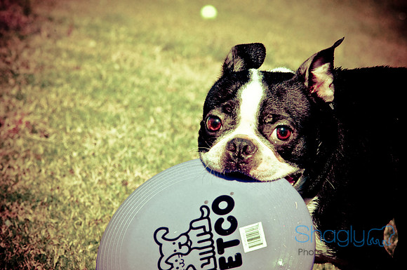 Wags & Waves-24
