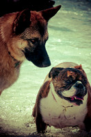 Wags & Waves-14