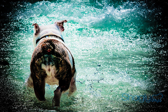 Wags & Waves-106