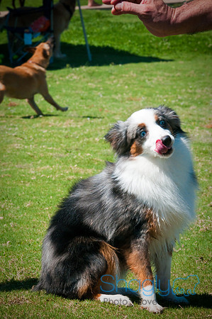 Wags & Waves-137