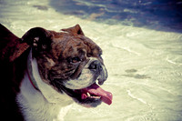 Wags & Waves-7