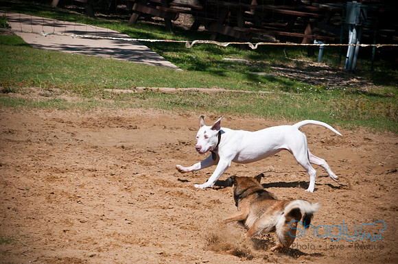 Wags & Waves-125