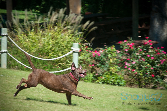 Wags & Waves-105