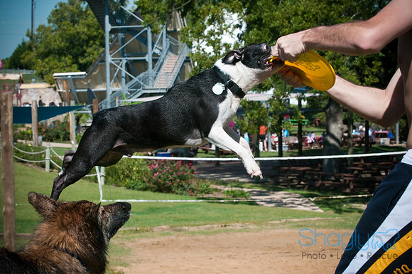 Wags & Waves-36