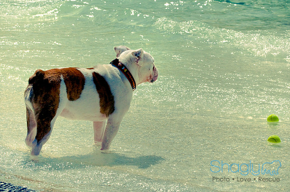 Wags & Waves-83