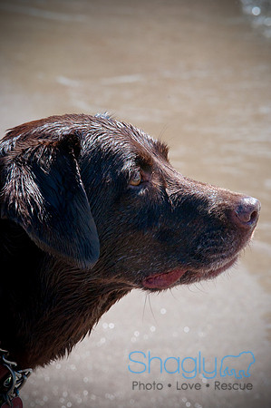 Wags & Waves-79