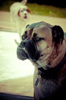 Wags & Waves-6