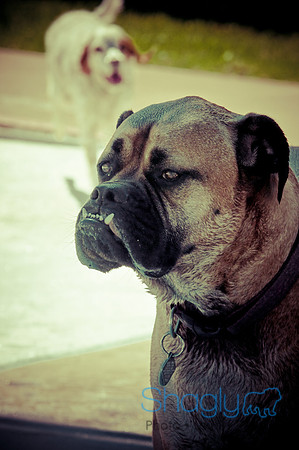 Wags & Waves-6