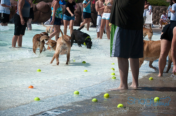 Wags & Waves-81
